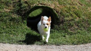 국내 유명 반려견 훈련사 ‘강제추행’ 혐의 고소 당해