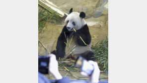 “中에 반환할 판다 보자”… 日 6만명 응모 