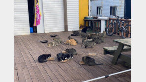 마라도 살던 고양이, 육지로 반출…“야생조류 위협해서”