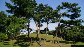 조선시대 왕·왕비 무덤 갈수록 작아졌다…왜?