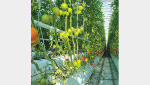 45도 사막기후 맞춤 ‘토망고’ 스마트팜… UAE 간다 