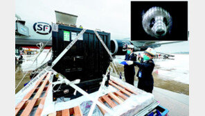 일본서 태어난 판다 샹샹, 생후 24개월 돼 中으로 