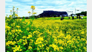 제주, 봄 마중 나온 유채꽃 활짝