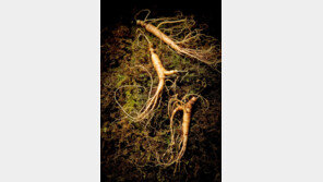 “3개월이면 완치” 말기암에 ‘산삼약’ 처방한 한의사 실형…환자 사망