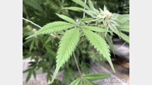 인천 호텔 객실서 대마 키운 직원…동료 2명과 함께 피웠다