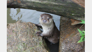 마크로젠-한국수달보호협회, 유전자 분석 통해 서울 한강서 ‘멸종위기’ 수달 15마리 확인