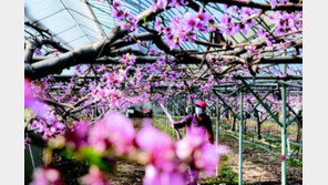 봄이 성큼… “복숭아꽃이 활짝 피었습니다” 