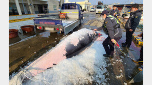 포항서 혼획된 4m 밍크고래 위판가 고작 800만원…이유는?