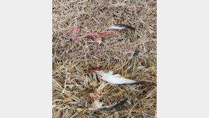 ‘범인은 길고양이?’ 마라도서 뿔쇠오리 4마리 사체로 발견