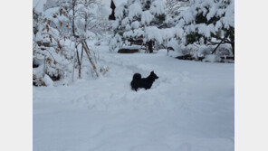 속초 14.6㎝ ‘대설경보’…강원 동해안·산간 최대 25㎝ 눈 예보