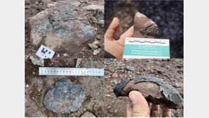 신안 해안가서 공룡알 화석 무더기 발견…‘공룡 화석 산지’ 부각 될 듯