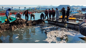여수 양식장서 물고기 123만마리 집단 폐사…무슨 일?