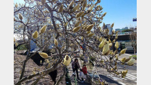 제주선 벌써 목련 개화