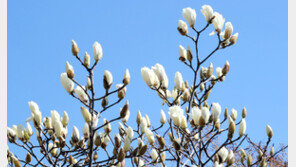 출근길 영하권 추위, 큰 ‘일교차’…서울 -1~11도, 부산 4~14도