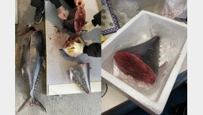 “경비아저씨 최고!”…분리수거 도운 주민에 허벅지만한 생참치 선물