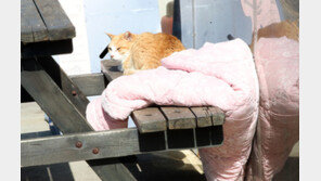 ‘국토 최남단 고양이’ 3월2일 섬 밖으로 나온다…“뿔쇠오리와 공존 어려워”