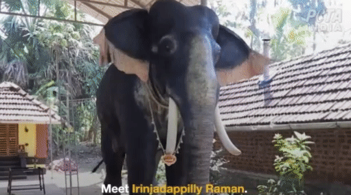 인도 사원 의식에 등장한 ‘로봇’ 코끼리…제물로도 쓰여 (영상)