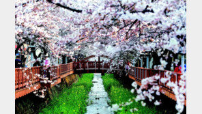 국내 대표 벚꽃축제 4년 만에 열린다
