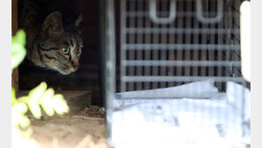 마라도 길고양이 내일 섬 밖으로 나온다…35마리 구조완료