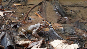 남산에 찾아온 봄…겨울잠 끝낸 ‘큰산개구리’ 산란