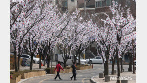 벚꽃인 줄 알았는데 태극기?…3·1절 기념 ‘태극기 거리’ 화제