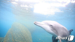 5개월째 행방묘연 남방큰돌고래 ‘비봉이’ 행적 찾는다