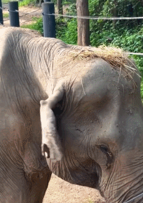 25년간 관광객 태우며 일한 코끼리…척추 내려앉고 버림받아