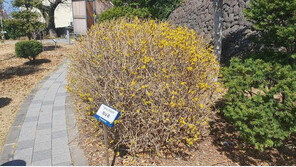 제주에 노란 개나리 ‘활짝’…작년·평년 보다 4일 빨리 ‘개화’