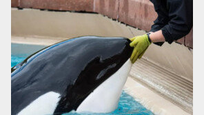 수족관에 44년 갇혀…‘자해하던 범고래’ 폐사