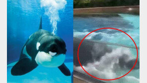 수족관 벽에 ‘쿵쿵’ 자해하던 범고래, 44년만에 쓸쓸한 최후