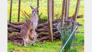 나이키 “축구화에 더 이상 캥거루 가죽 쓰지 않겠다”