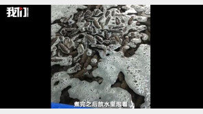 中업체, ‘살균제’로 해삼·전복 세척 보도에…식약처 “수입 안 돼”