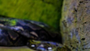 ‘초대형 뱀’에 골머리 앓는 美, 잡으면 포상금 주는 대회 개최 