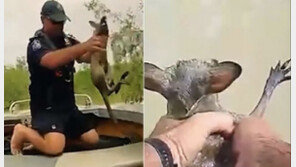 악어떼 ‘드글드글’ 호주 강에서…아기 캥거루 구조