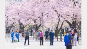 ‘여의도 봄꽃축제’ 4년 만에 전면 개최…일부 교통통제