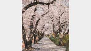 여의도 봄꽃축제, 4년만에 전면 개최…다음달 4~9일 예정