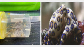 수영 중 주운 조개서 튀어나온 ‘치사량 26배’ 맹독 문어