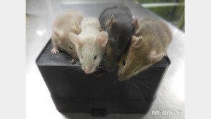 수컷 쥐 2마리 줄기세포로 아기생쥐 만드는데 최초 성공