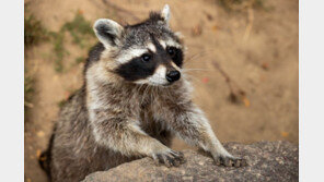 코로나19 숙주, 박쥐 아닌 너구리?…WHO “中, 3년간 숨겨”