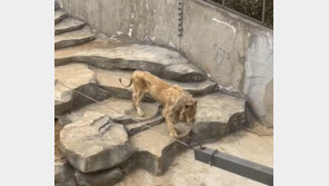 뼈만 남아 ‘휘청’ 수사자 논란…中동물원 “고령 때문” [영상]