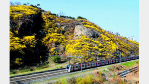 성동구 ‘응봉산 개나리축제’ 23∼25일 개최 