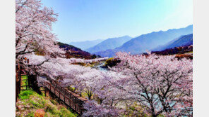 “고려시대 문인들이 극찬한 하동 차 마시며 봄 향기 느껴볼까”