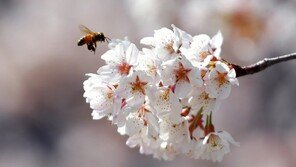 포근한 날씨에 고개 내민 봄꽃