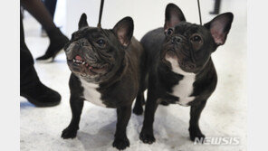 30년 1위 리트리버 제친 美 최고 인기 반려견 정체는?