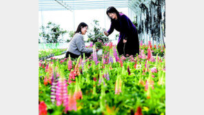 화훼단지 배경으로 봄꽃 사진 찰칵 