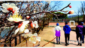 따뜻한 날씨와 함께 봄을 알리는 매화 