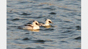 겨울철새 65만마리 아직 국내에…남한강 등 서해안에 집중 분포