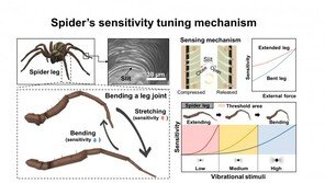 “거미 다리 본떠 심혈관 질환 찾아낸다”