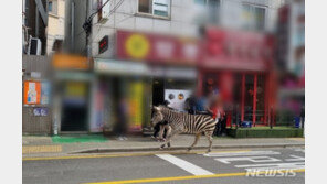 서울어린이대공원서 얼룩말 탈출…주택가 활보 소동