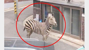 대낮 서울 주택가에 웬 얼룩말?…어린이대공원서 탈출